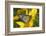 Monarch Butterfly-Darrell Gulin-Framed Photographic Print