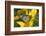 Monarch Butterfly-Darrell Gulin-Framed Photographic Print