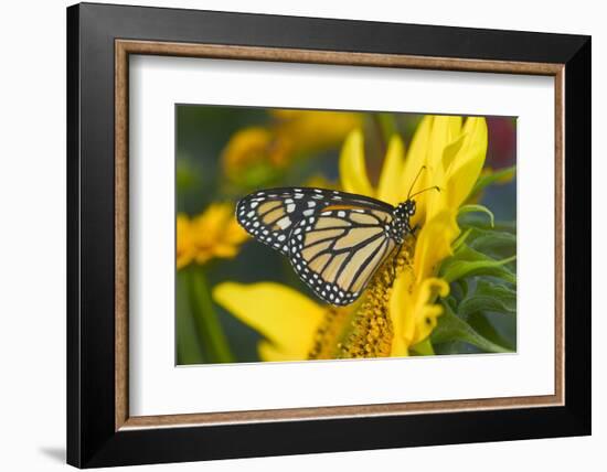 Monarch Butterfly-Darrell Gulin-Framed Photographic Print