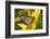 Monarch Butterfly-Darrell Gulin-Framed Photographic Print