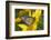 Monarch Butterfly-Darrell Gulin-Framed Photographic Print