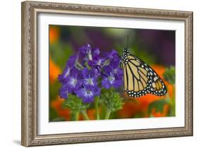 Monarch Butterfly-Darrell Gulin-Framed Photographic Print