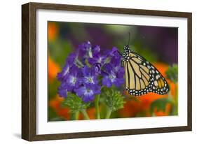 Monarch Butterfly-Darrell Gulin-Framed Photographic Print