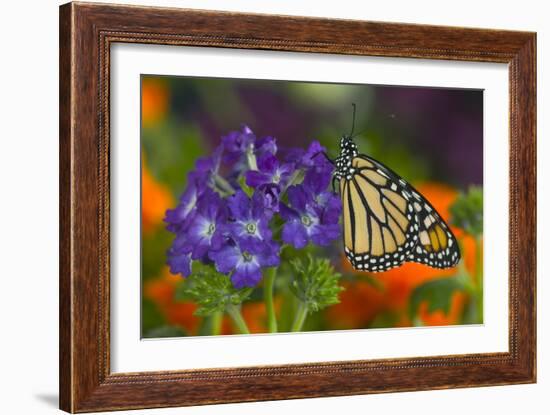 Monarch Butterfly-Darrell Gulin-Framed Photographic Print