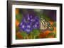 Monarch Butterfly-Darrell Gulin-Framed Photographic Print