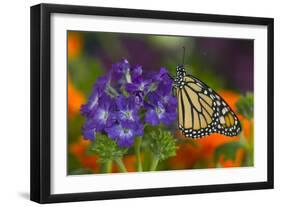Monarch Butterfly-Darrell Gulin-Framed Photographic Print