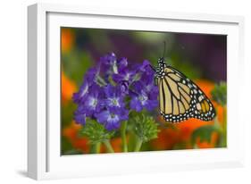 Monarch Butterfly-Darrell Gulin-Framed Photographic Print