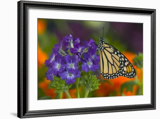 Monarch Butterfly-Darrell Gulin-Framed Photographic Print