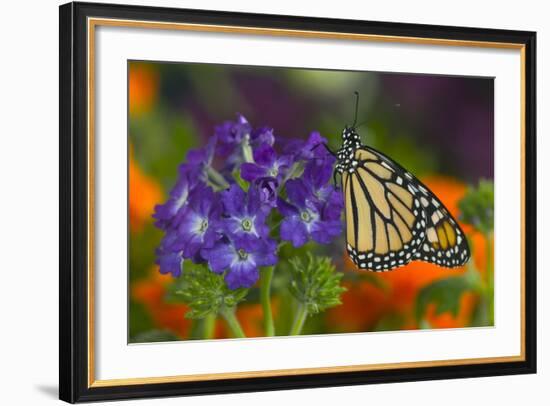 Monarch Butterfly-Darrell Gulin-Framed Photographic Print