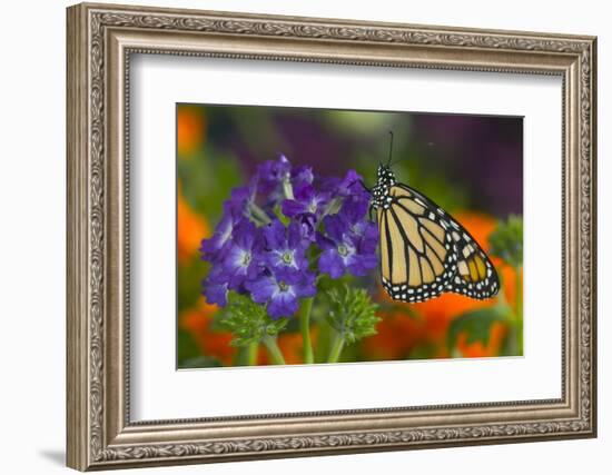 Monarch Butterfly-Darrell Gulin-Framed Photographic Print