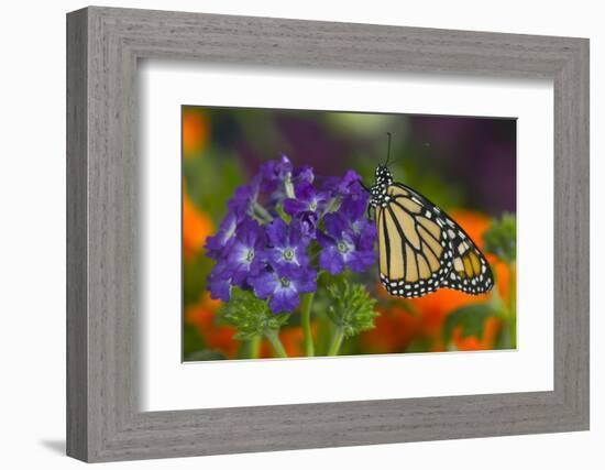 Monarch Butterfly-Darrell Gulin-Framed Photographic Print