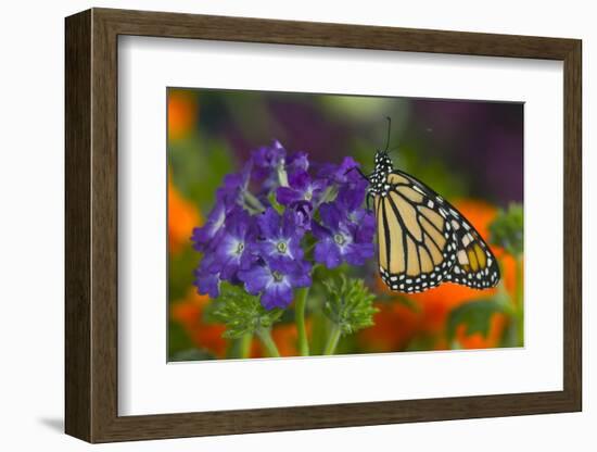 Monarch Butterfly-Darrell Gulin-Framed Photographic Print