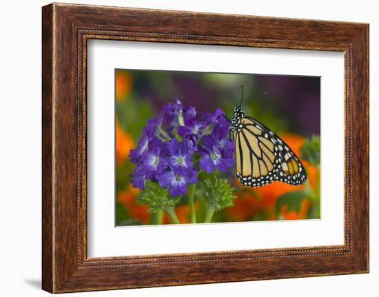 Monarch Butterfly-Darrell Gulin-Framed Photographic Print