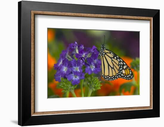 Monarch Butterfly-Darrell Gulin-Framed Photographic Print