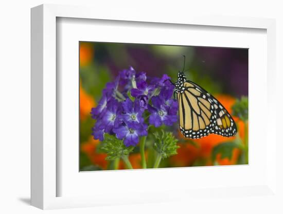 Monarch Butterfly-Darrell Gulin-Framed Photographic Print