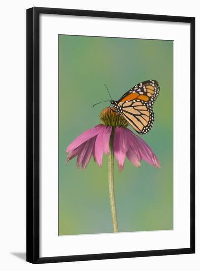 Monarch Butterfly-Darrell Gulin-Framed Photographic Print