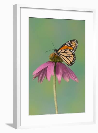 Monarch Butterfly-Darrell Gulin-Framed Photographic Print