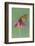 Monarch Butterfly-Darrell Gulin-Framed Photographic Print