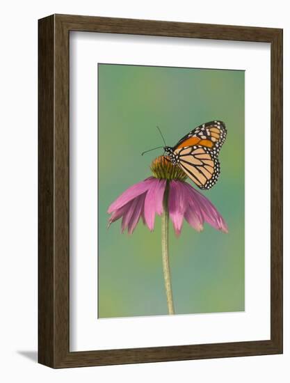 Monarch Butterfly-Darrell Gulin-Framed Photographic Print