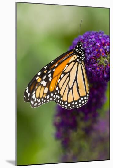 Monarch Butterfly-Darrell Gulin-Mounted Photographic Print