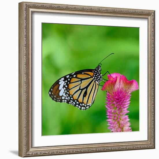 Monarch Butterfly-BOONCHUAY PROMJIAM-Framed Photographic Print