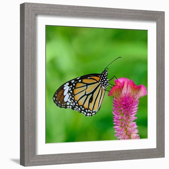 Monarch Butterfly-BOONCHUAY PROMJIAM-Framed Photographic Print