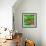 Monarch Butterfly-BOONCHUAY PROMJIAM-Framed Photographic Print displayed on a wall