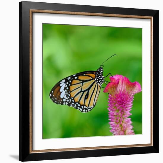 Monarch Butterfly-BOONCHUAY PROMJIAM-Framed Photographic Print