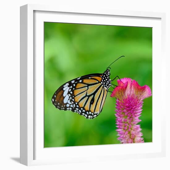 Monarch Butterfly-BOONCHUAY PROMJIAM-Framed Photographic Print