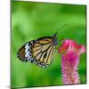 Monarch Butterfly-BOONCHUAY PROMJIAM-Mounted Photographic Print