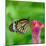 Monarch Butterfly-BOONCHUAY PROMJIAM-Mounted Photographic Print