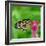 Monarch Butterfly-BOONCHUAY PROMJIAM-Framed Photographic Print