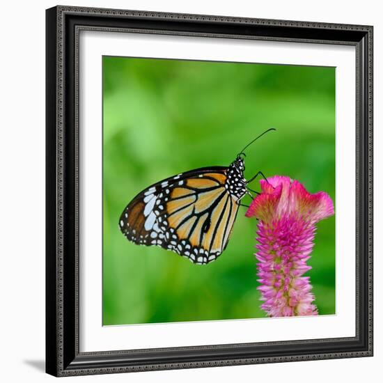 Monarch Butterfly-BOONCHUAY PROMJIAM-Framed Photographic Print