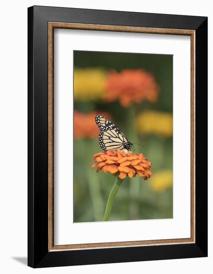 Monarch Butterfly-null-Framed Photographic Print