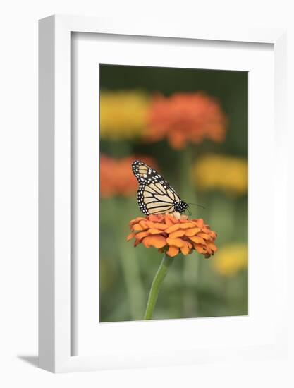 Monarch Butterfly-null-Framed Photographic Print