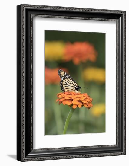 Monarch Butterfly-null-Framed Photographic Print