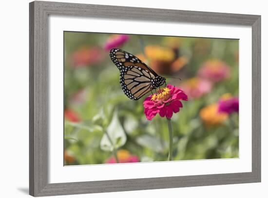 Monarch Butterfly-null-Framed Photographic Print