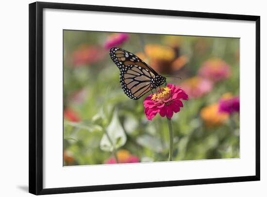 Monarch Butterfly-null-Framed Photographic Print