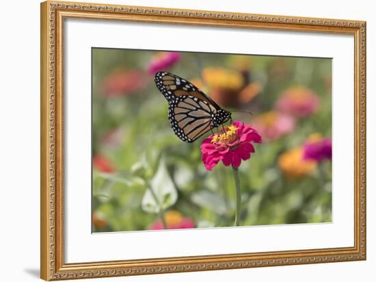 Monarch Butterfly-null-Framed Photographic Print