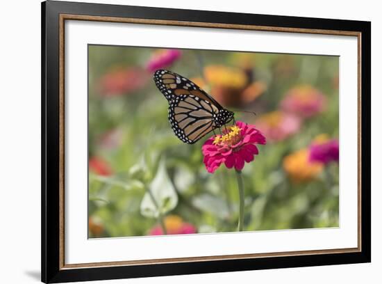 Monarch Butterfly-null-Framed Photographic Print