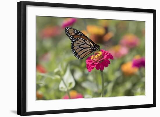 Monarch Butterfly-null-Framed Photographic Print