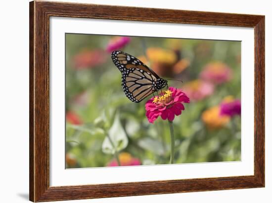 Monarch Butterfly-null-Framed Photographic Print