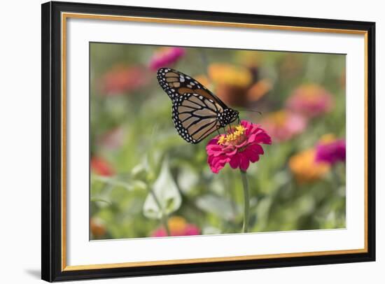 Monarch Butterfly-null-Framed Photographic Print