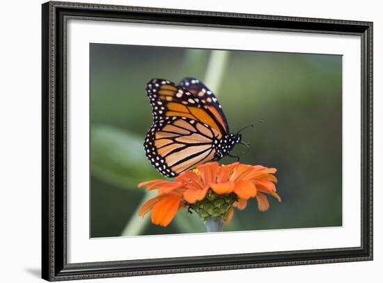 Monarch Butterfly-null-Framed Photographic Print