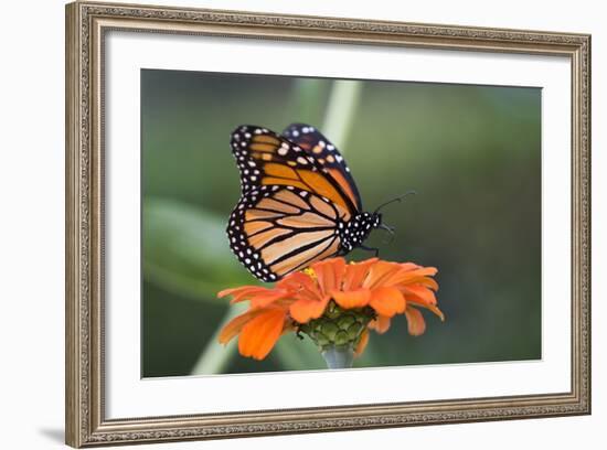 Monarch Butterfly-null-Framed Photographic Print