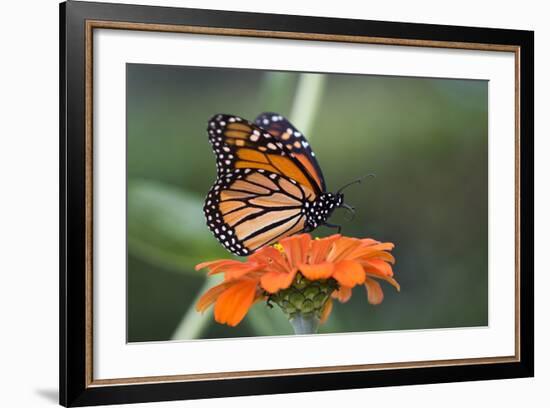 Monarch Butterfly-null-Framed Photographic Print