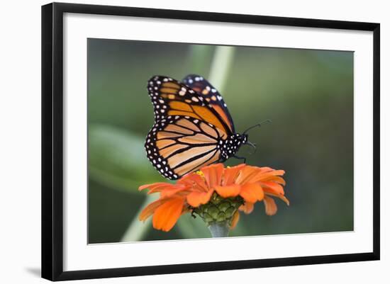 Monarch Butterfly-null-Framed Photographic Print