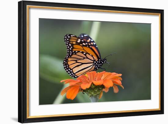 Monarch Butterfly-null-Framed Photographic Print