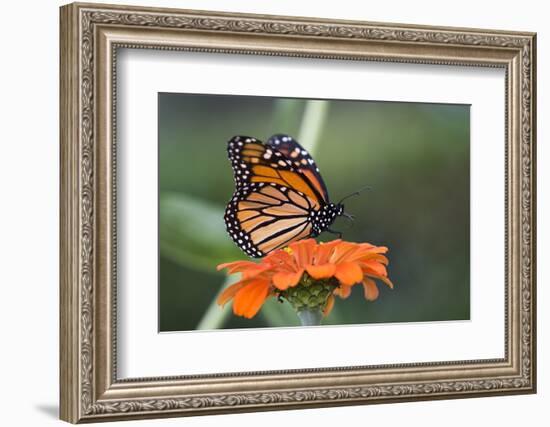 Monarch Butterfly-null-Framed Photographic Print