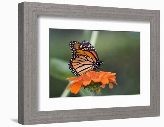 Monarch Butterfly-null-Framed Photographic Print